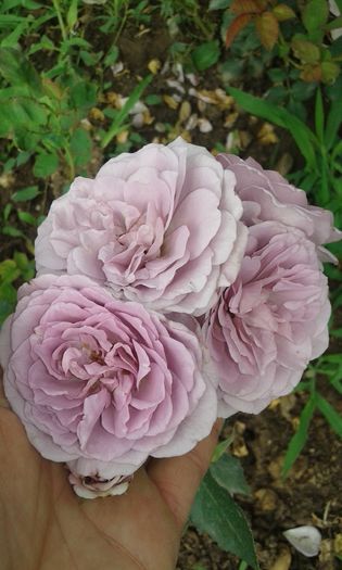 20160620_095706 - TRANDAFIRI 2016 II