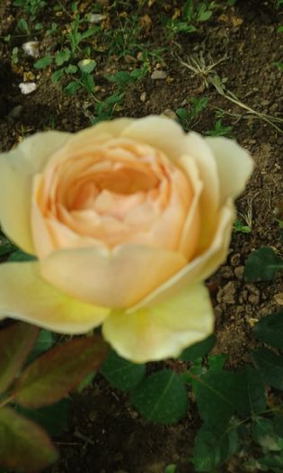 20160620_095644 - TRANDAFIRI 2016 II