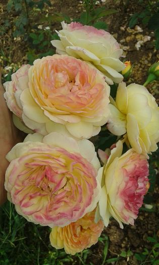 20160620_095612 - TRANDAFIRI 2016 II