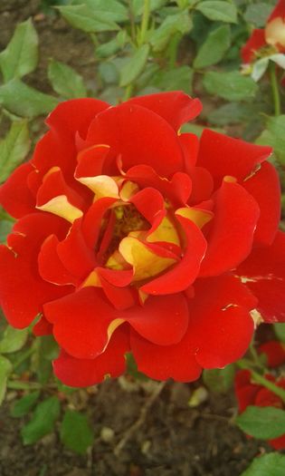 20160620_094938 - TRANDAFIRI 2016 II