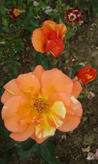 20160620_094733 - TRANDAFIRI 2016 II