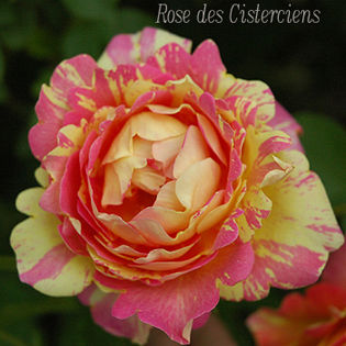 Rose de Cisterciens