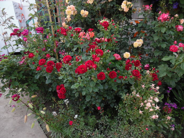 026 - Kordes Lavaglut