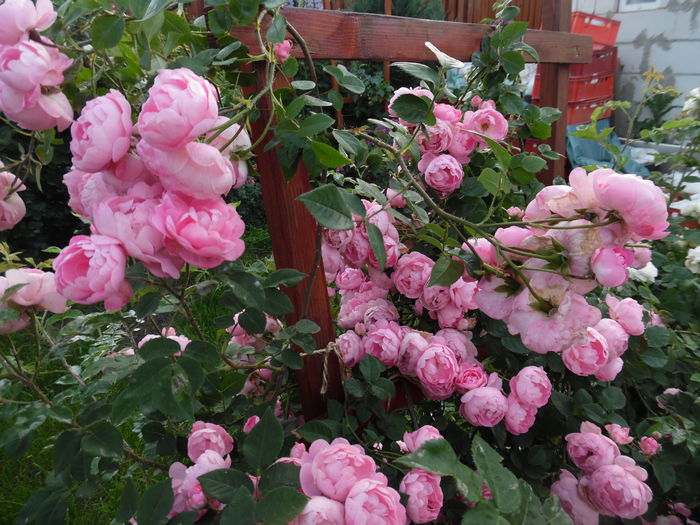 038 - Kordes raubritter