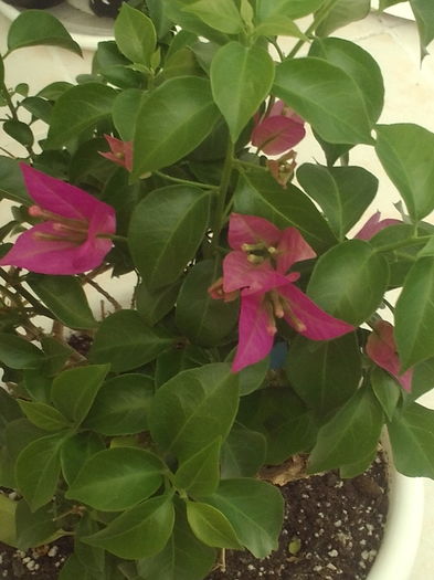 Bougainvillea - Plante exotice