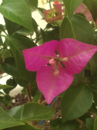 Bougainvillea