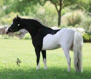 FB_IMG_1466233422314