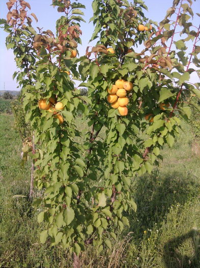 Fotografie0442; 20 06 2016 cais real d%u201Dimola
