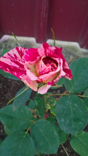 WP_20160620_19_30_58_Pro