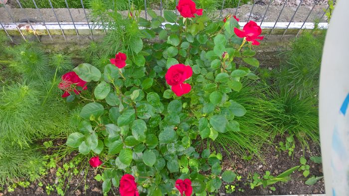 WP_20160620_19_28_29_Pro