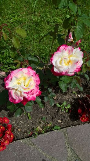 WP_20160620_11_58_16_Pro