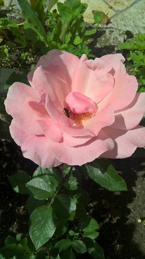 WP_20160620_10_34_42_Pro