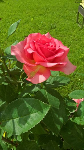 WP_20160620_08_57_40_Pro