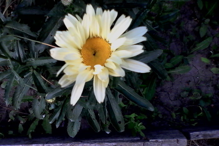 Margareta crem - 5Vara 2016