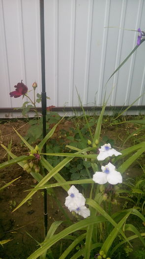 IMG_20160611_102439 - Vara