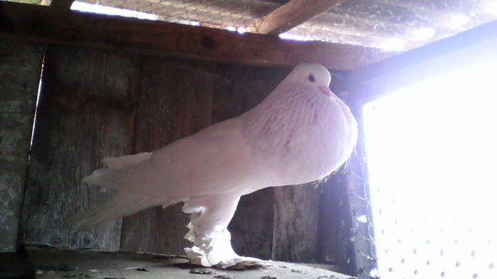 IMG_20160 fem serbia 2015