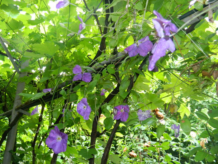 DSCN9645 - 2016 BRUGMANSII_CLEMATITE_HORTENSII 2