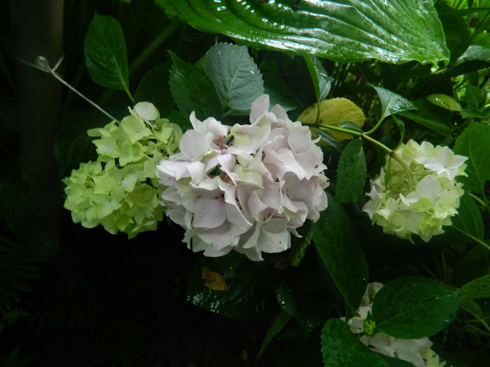 DSCN9773 - 2016 BRUGMANSII_CLEMATITE_HORTENSII 2