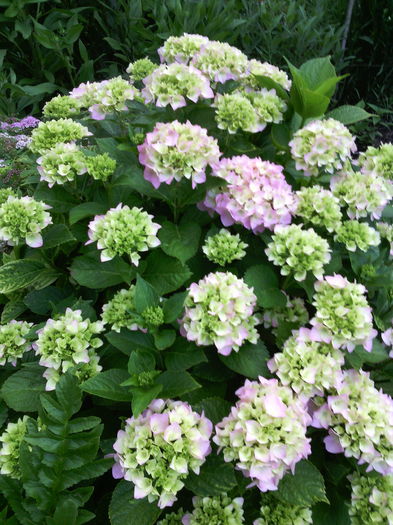 Ortensia - 01-Flori din curtea mea 2016