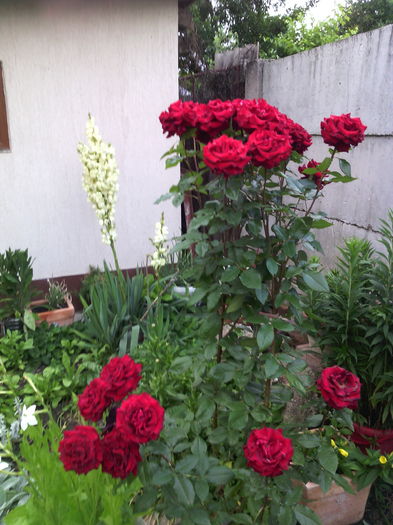  - 01-Flori din curtea mea 2016