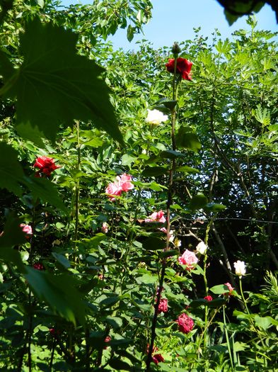 DSCN0406 - 2016 IUNIE 2