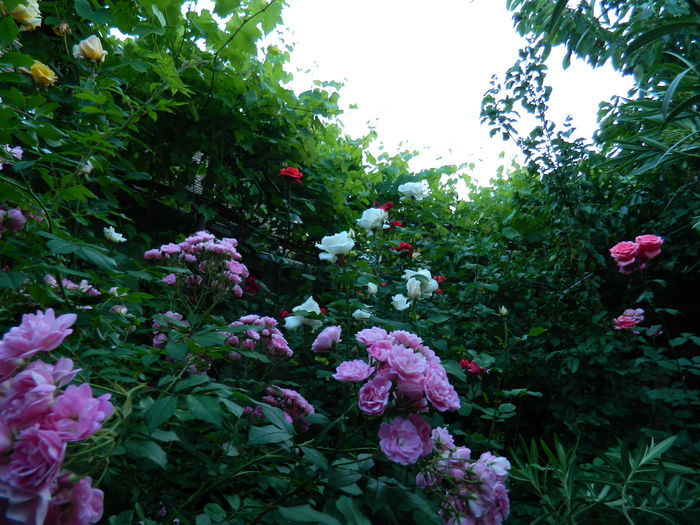 DSCN0427 - 2016 IUNIE 2