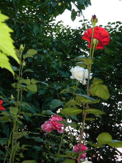 DSCN0448 - 2016 IUNIE 2