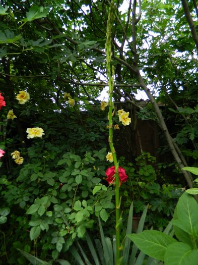 DSCN0483 - 2016 IUNIE 2