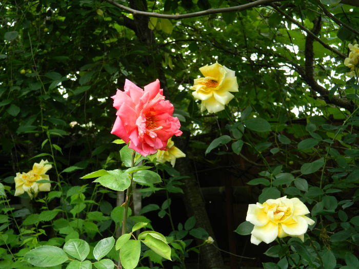 DSCN0484 - 2016 IUNIE 2