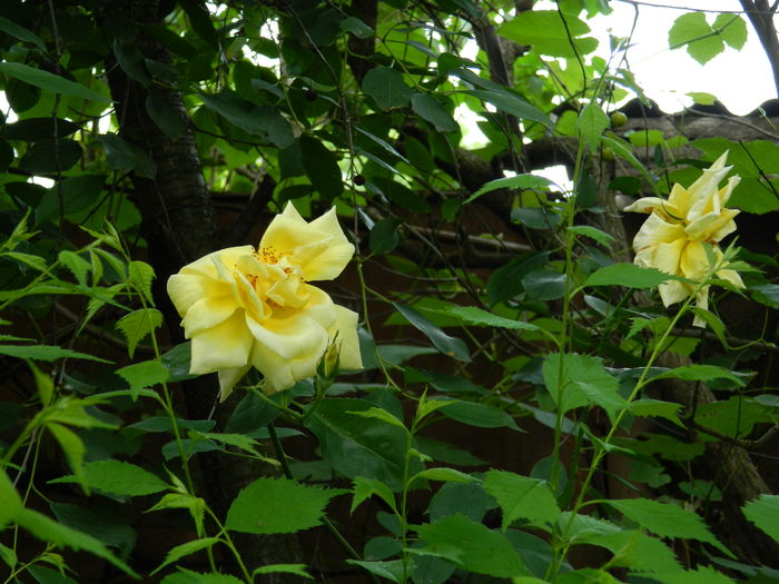 DSCN0487 - 2016 IUNIE 2