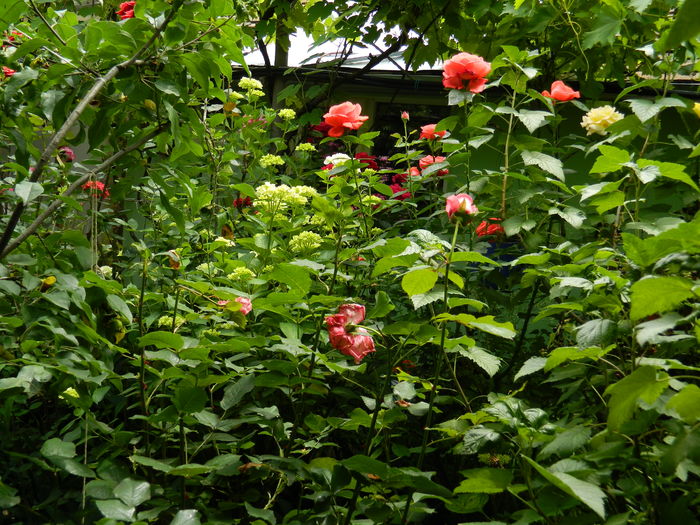 DSCN0492 - 2016 IUNIE 2