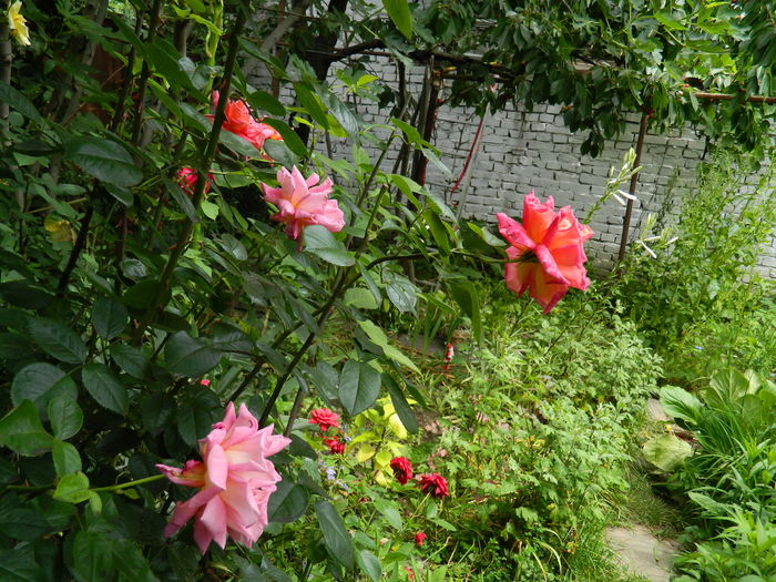 DSCN0493 - 2016 IUNIE 2