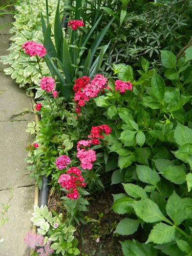 DSCN0494 - 2016 IUNIE 2