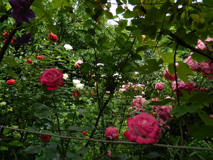 DSCN0496 - 2016 IUNIE 2