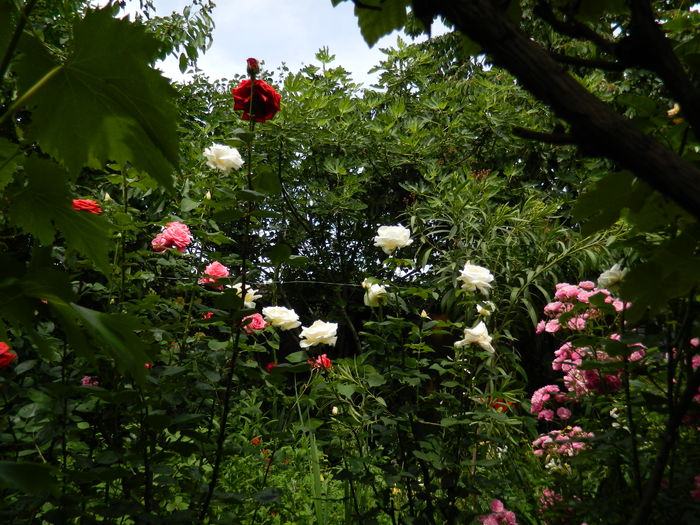 DSCN0498 - 2016 IUNIE 2