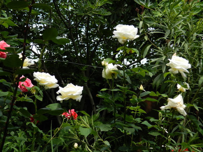DSCN0499 - 2016 IUNIE 2