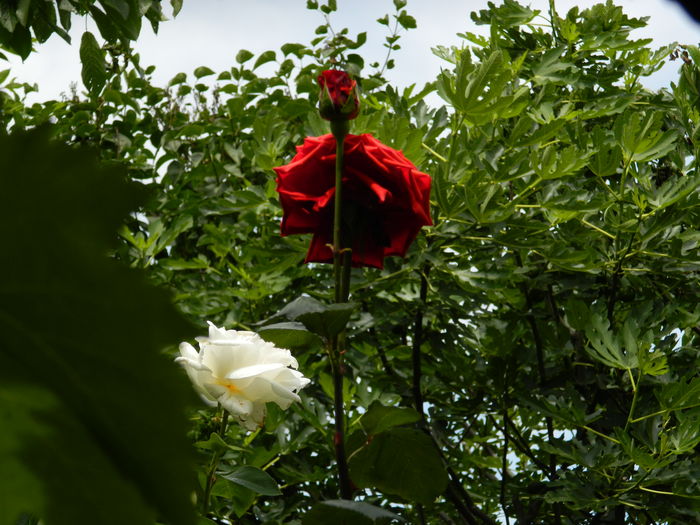 DSCN0503 - 2016 IUNIE 2