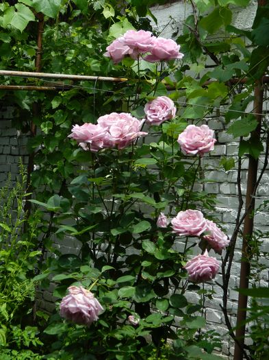 DSCN0519 - 2016 IUNIE 2