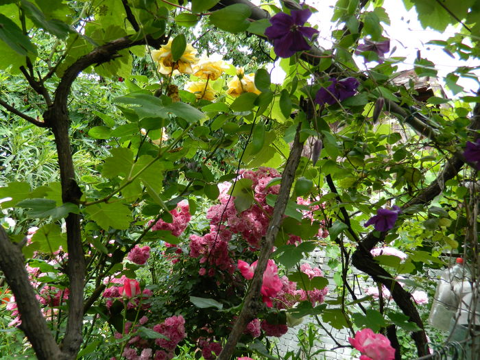 DSCN0554 - 2016 IUNIE 2