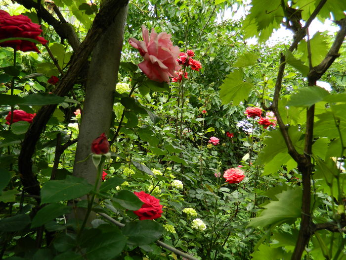 DSCN0556 - 2016 IUNIE 2