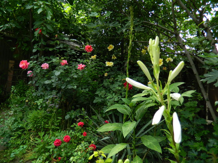 DSCN0559 - 2016 IUNIE 2