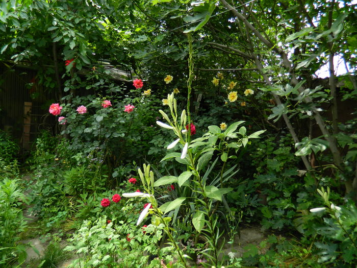 DSCN0567 - 2016 IUNIE 2