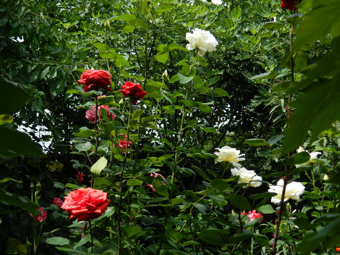 DSCN0575 - 2016 IUNIE 2