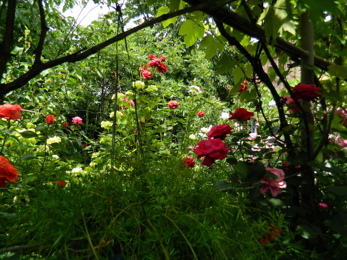 DSCN0583 - 2016 IUNIE 2