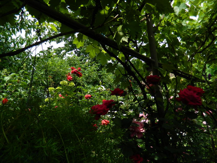 DSCN0584 - 2016 IUNIE 2