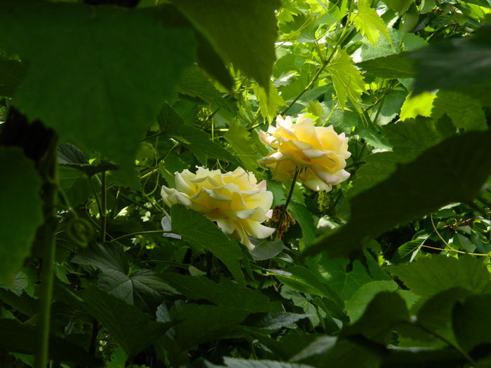 DSCN0585 - 2016 IUNIE 2