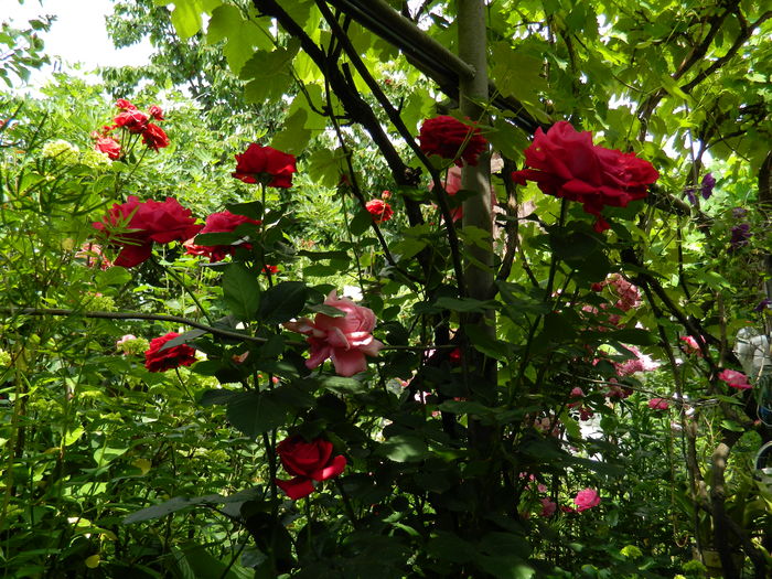 DSCN0590 - 2016 IUNIE 2