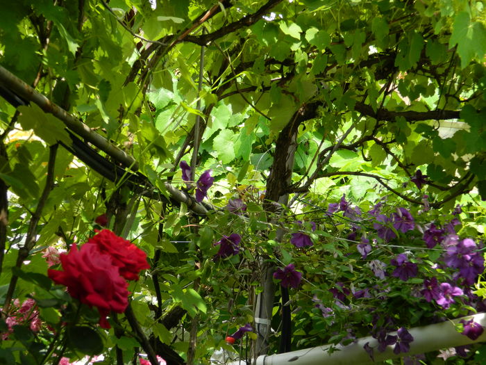 DSCN0598 - 2016 IUNIE 2