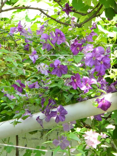 DSCN0599 - 2016 IUNIE 2