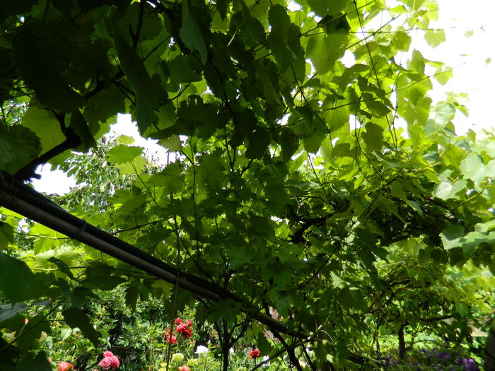 DSCN0602 - 2016 IUNIE 2